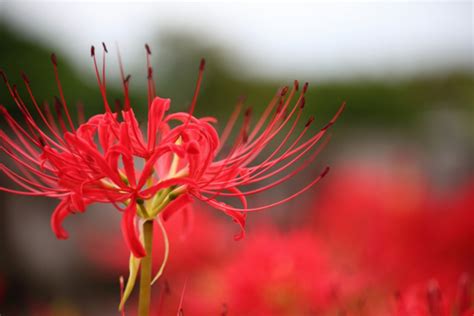 彼岸花風水|彼岸花の花言葉は？お彼岸にまつわる素敵な花言葉をご紹介！